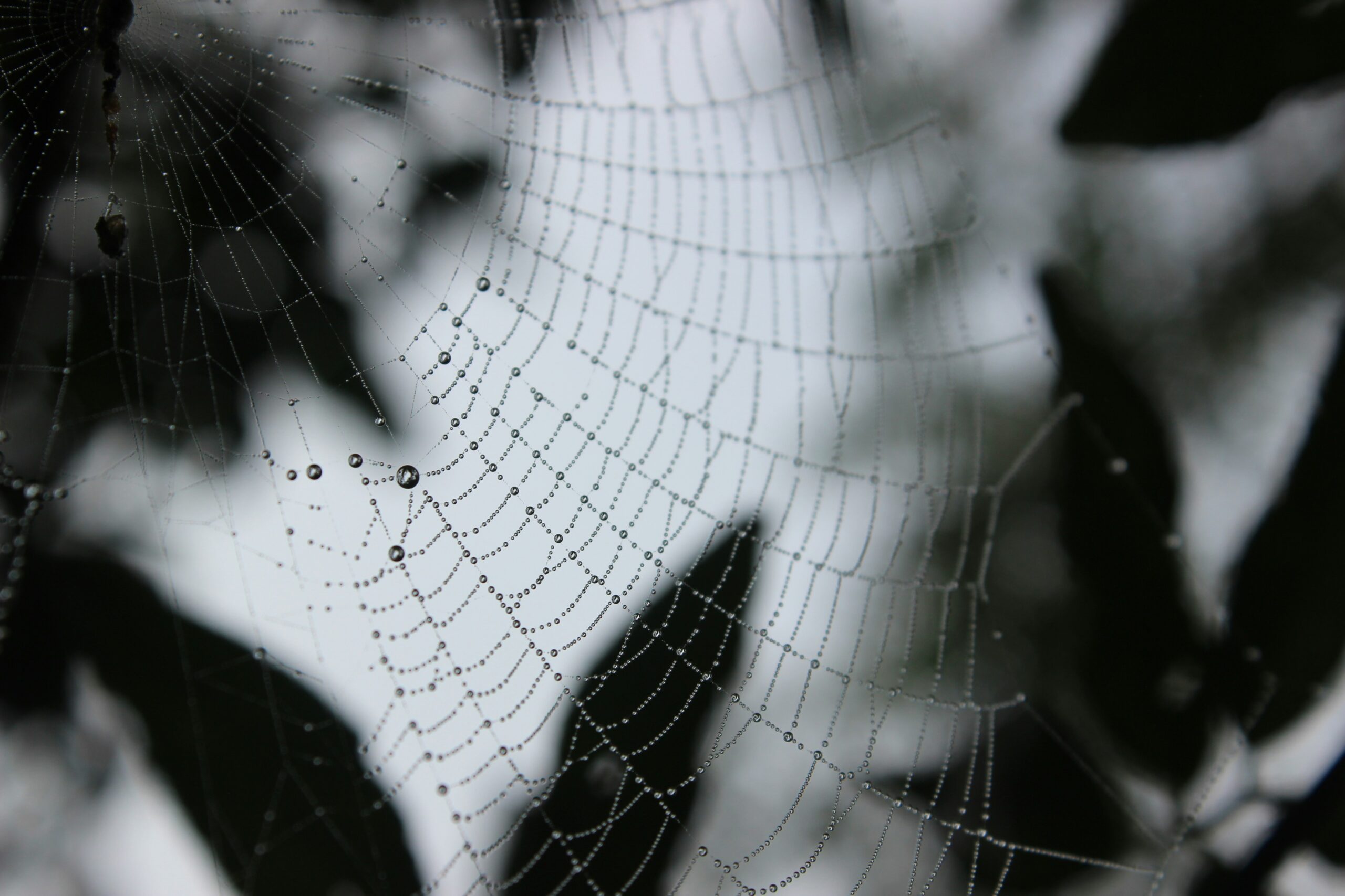 Spirituele krachtvelden